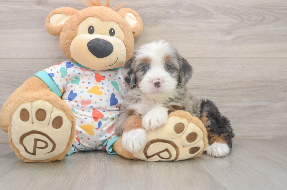 5 week old Mini Bernedoodle Puppy For Sale - Florida Fur Babies