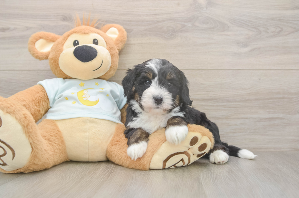 5 week old Mini Bernedoodle Puppy For Sale - Florida Fur Babies