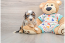Best Mini Bernedoodle Baby