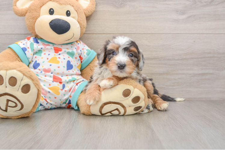 Mini Bernedoodle Puppy for Adoption