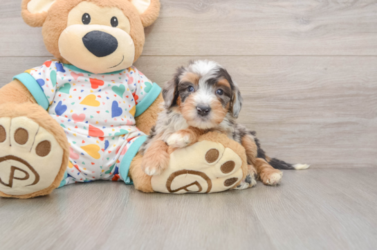 Mini Bernedoodle Puppy for Adoption