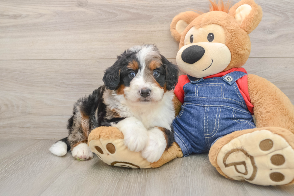 Small Mini Bernedoodle Baby
