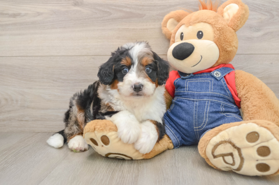 Small Mini Bernedoodle Baby