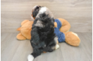 Best Mini Bernedoodle Baby