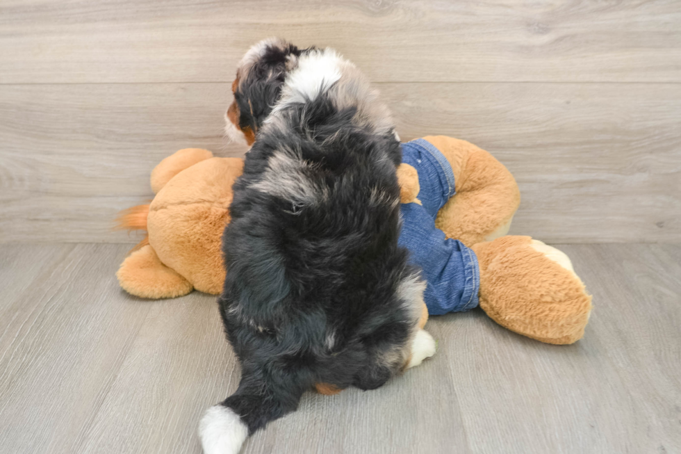Best Mini Bernedoodle Baby