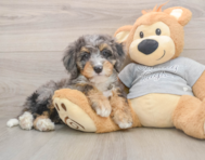 8 week old Mini Bernedoodle Puppy For Sale - Florida Fur Babies
