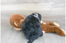 Meet Legend - our Mini Bernedoodle Puppy Photo 3/3 - Florida Fur Babies