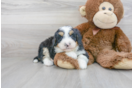 Meet Legend - our Mini Bernedoodle Puppy Photo 2/3 - Florida Fur Babies