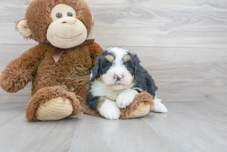 Meet Legend - our Mini Bernedoodle Puppy Photo 1/3 - Florida Fur Babies