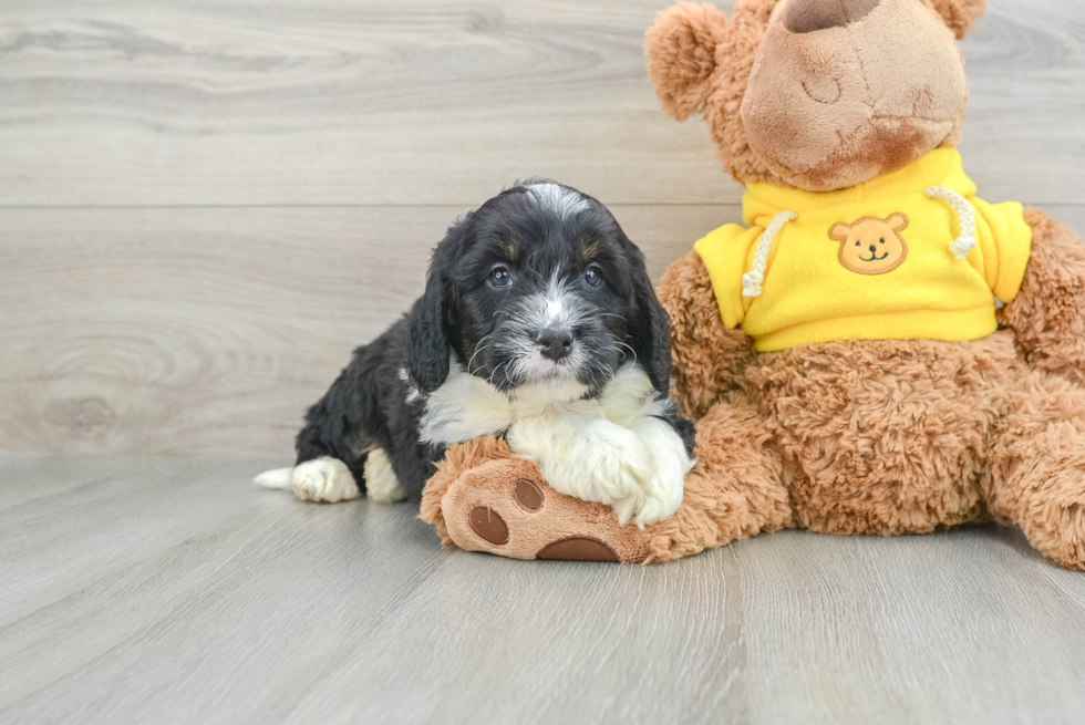 Adorable Mini Bernepoo Poodle Mix Puppy