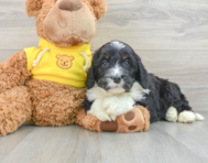 10 week old Mini Bernedoodle Puppy For Sale - Florida Fur Babies