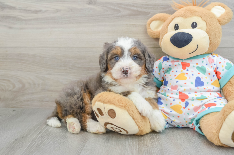 6 week old Mini Bernedoodle Puppy For Sale - Florida Fur Babies