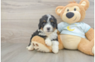 Sweet Mini Bernedoodle Baby