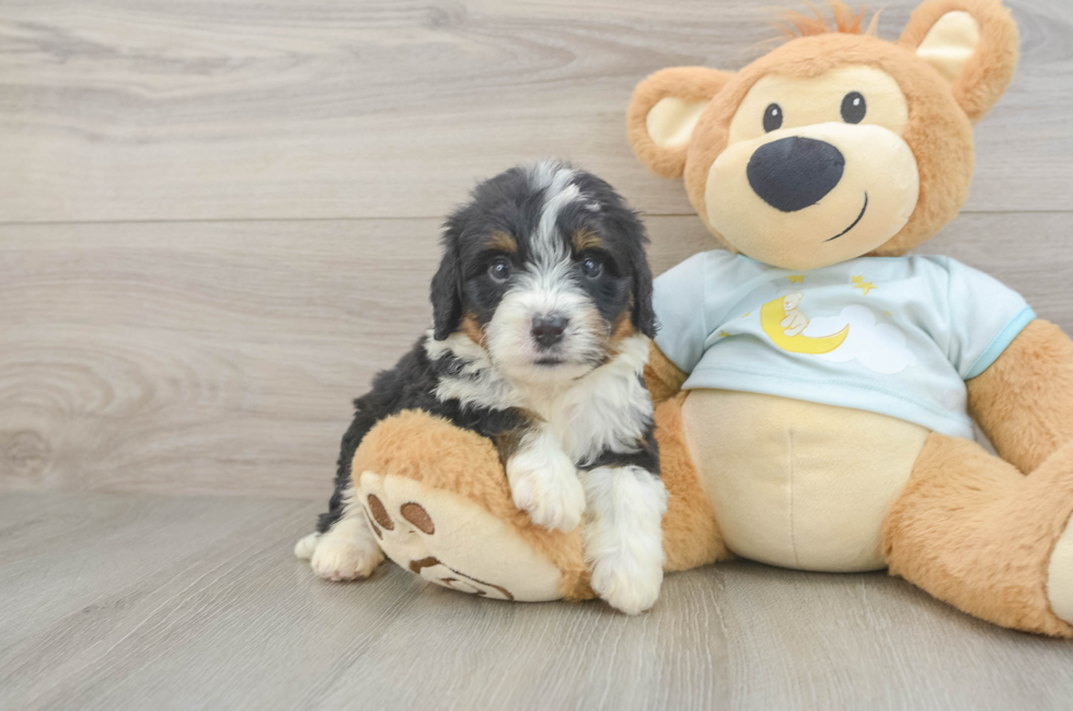 5 week old Mini Bernedoodle Puppy For Sale - Florida Fur Babies