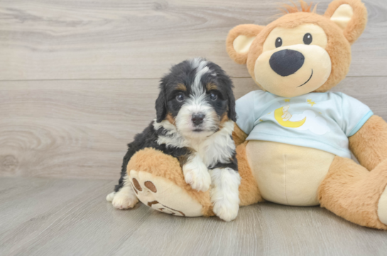 Sweet Mini Bernedoodle Baby