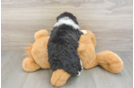 Playful Mini Bernadoodle Poodle Mix Puppy