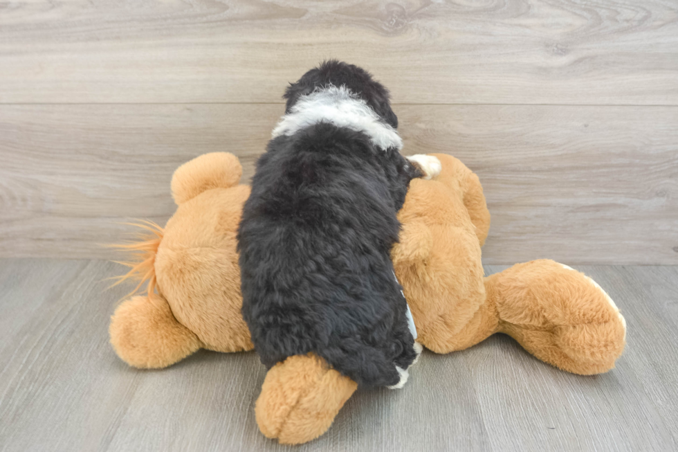 Playful Mini Bernadoodle Poodle Mix Puppy