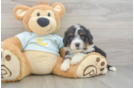 Popular Mini Bernedoodle Poodle Mix Pup