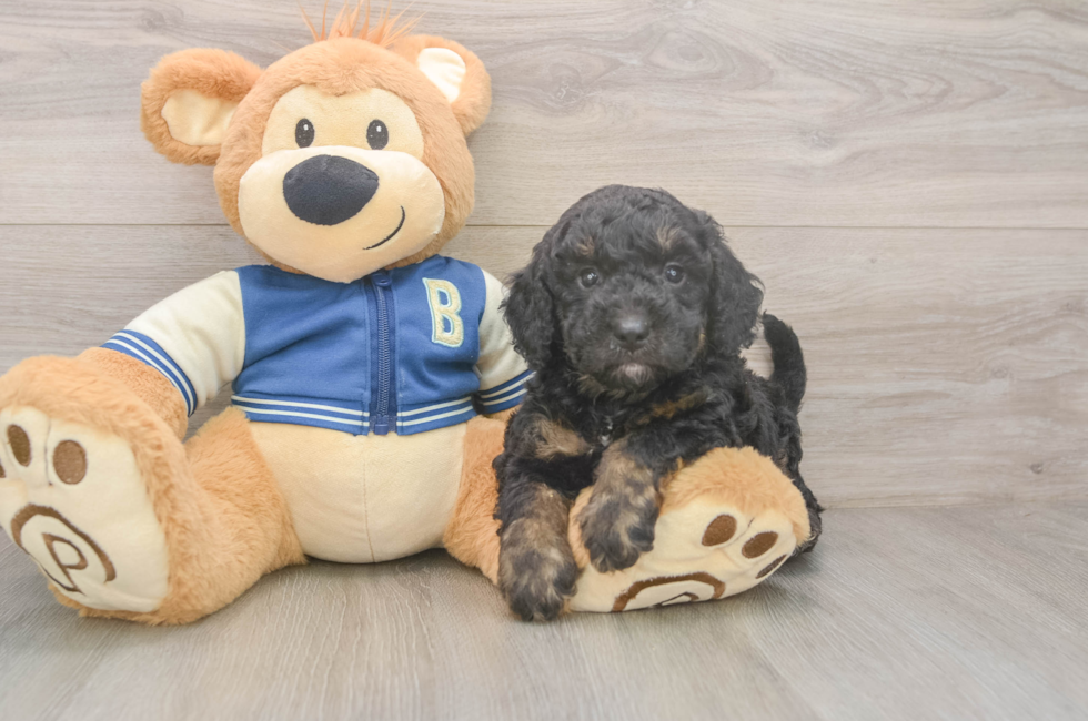 5 week old Mini Bernedoodle Puppy For Sale - Florida Fur Babies