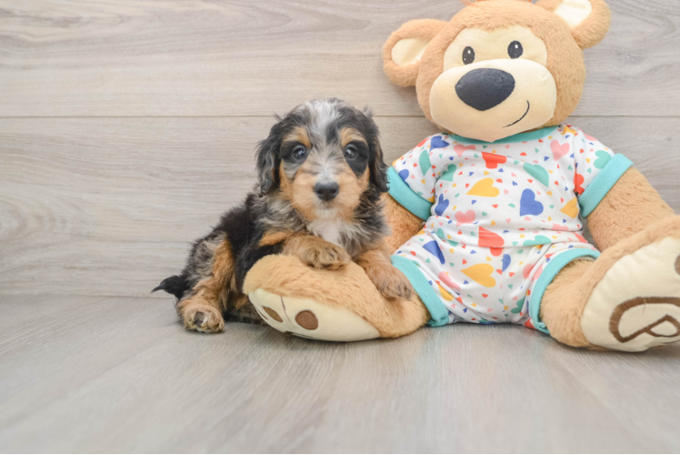 Sweet Mini Bernedoodle Baby