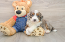 Petite Mini Bernedoodle Poodle Mix Pup