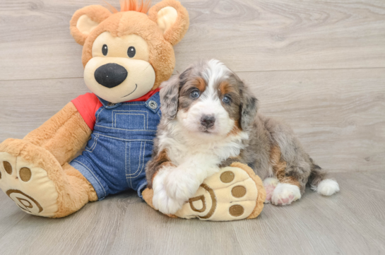 Petite Mini Bernedoodle Poodle Mix Pup