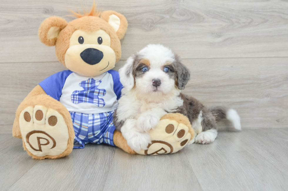 5 week old Mini Bernedoodle Puppy For Sale - Florida Fur Babies