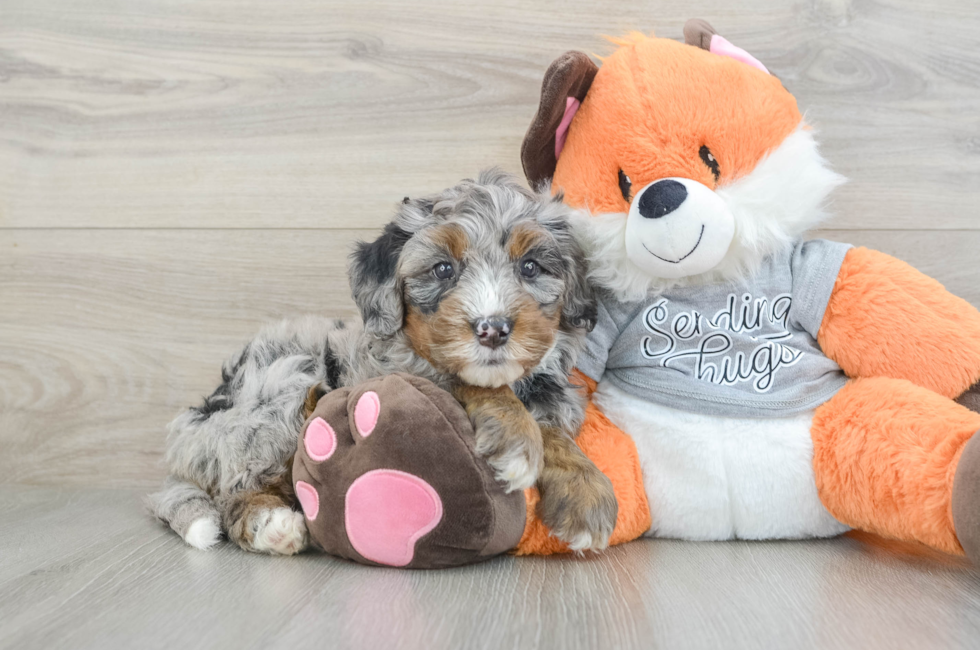 6 week old Mini Bernedoodle Puppy For Sale - Florida Fur Babies