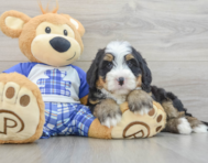 7 week old Mini Bernedoodle Puppy For Sale - Florida Fur Babies
