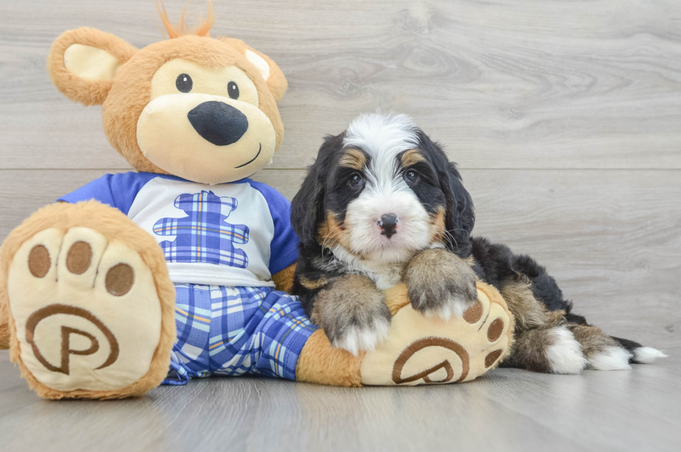 5 week old Mini Bernedoodle Puppy For Sale - Florida Fur Babies