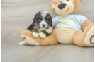 Mini Bernedoodle Puppy for Adoption