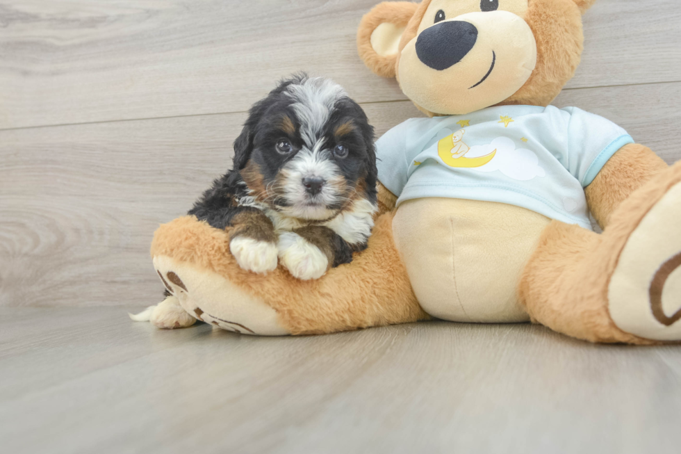 Mini Bernedoodle Puppy for Adoption