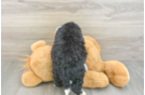 Mini Bernedoodle Puppy for Adoption