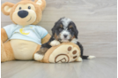 Friendly Mini Bernedoodle Baby