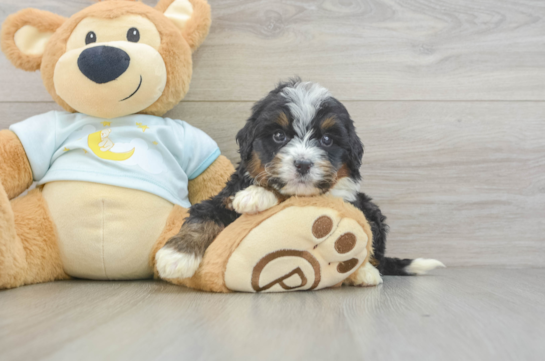 Friendly Mini Bernedoodle Baby