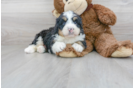 Meet Leo - our Mini Bernedoodle Puppy Photo 1/3 - Florida Fur Babies