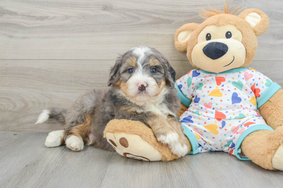 6 week old Mini Bernedoodle Puppy For Sale - Florida Fur Babies