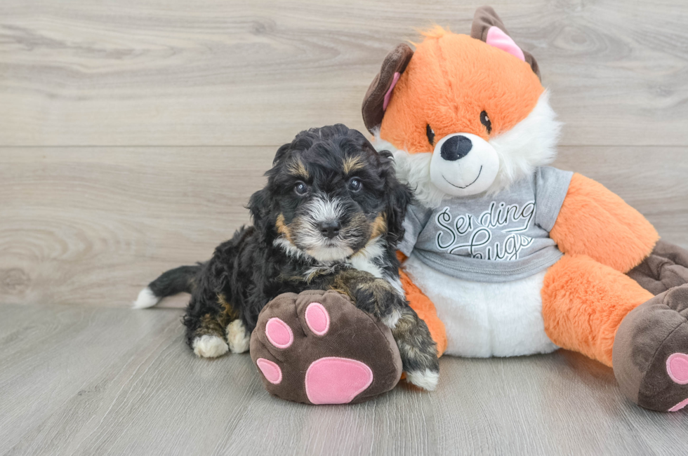 6 week old Mini Bernedoodle Puppy For Sale - Florida Fur Babies