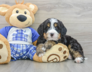 7 week old Mini Bernedoodle Puppy For Sale - Florida Fur Babies