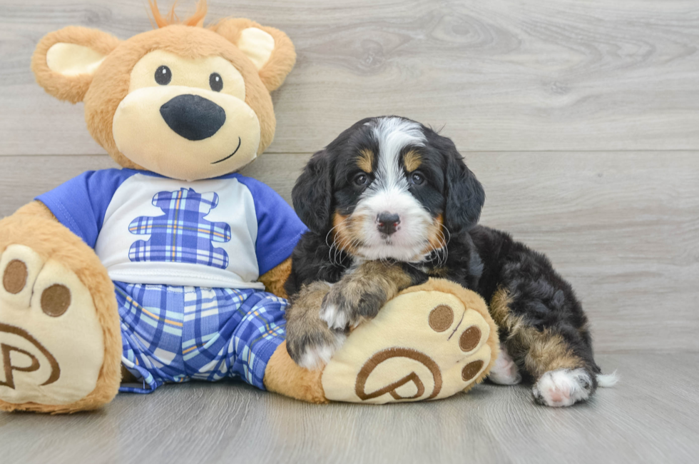5 week old Mini Bernedoodle Puppy For Sale - Florida Fur Babies