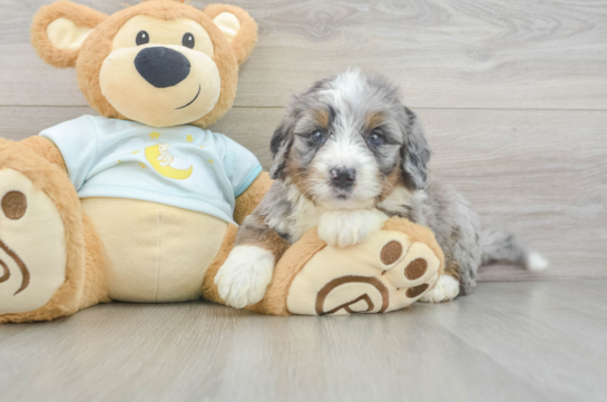 Mini Bernedoodle Puppy for Adoption