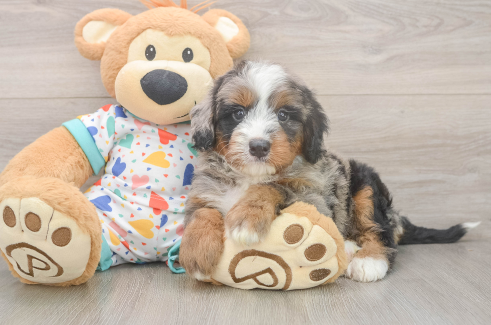 5 week old Mini Bernedoodle Puppy For Sale - Florida Fur Babies