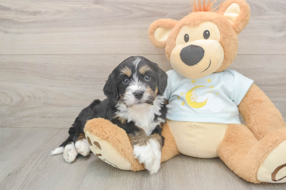 5 week old Mini Bernedoodle Puppy For Sale - Florida Fur Babies