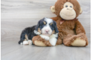 Meet Liam - our Mini Bernedoodle Puppy Photo 2/3 - Florida Fur Babies