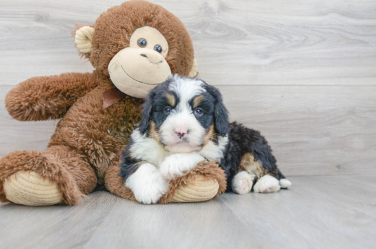 Mini Bernedoodle Puppy for Adoption