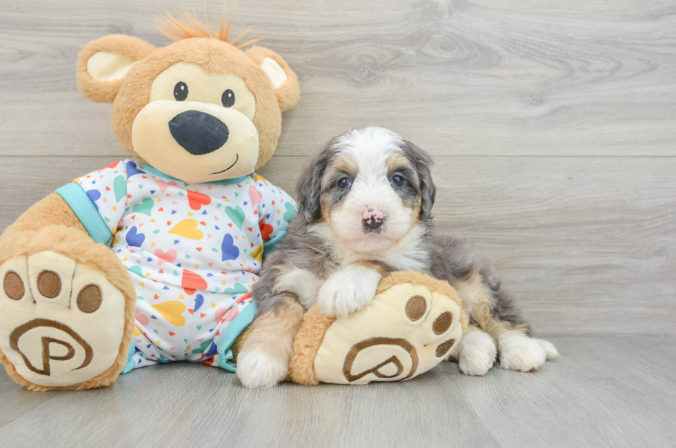 6 week old Mini Bernedoodle Puppy For Sale - Florida Fur Babies