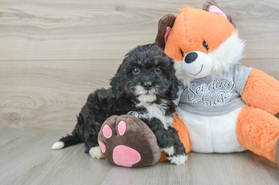 6 week old Mini Bernedoodle Puppy For Sale - Florida Fur Babies