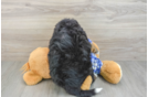Hypoallergenic Mini Bernesepoo Poodle Mix Puppy