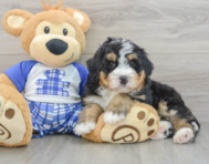 7 week old Mini Bernedoodle Puppy For Sale - Florida Fur Babies