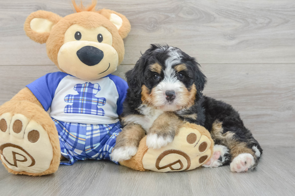 5 week old Mini Bernedoodle Puppy For Sale - Florida Fur Babies